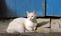 Gatti (23)